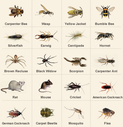 Manufacturers Exporters and Wholesale Suppliers of General Pest Control Delhi 